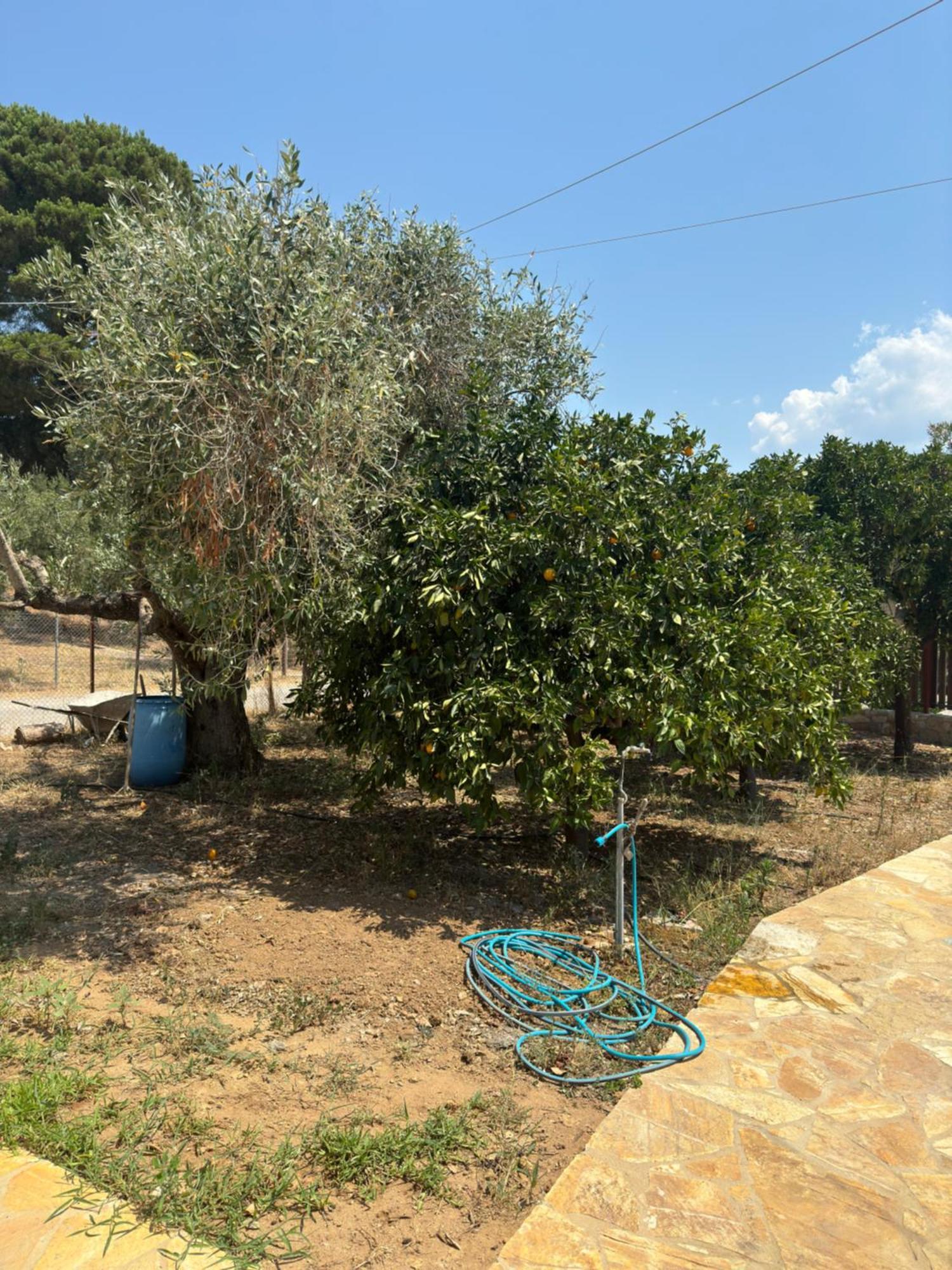 Margarita In Paralia Velikas Messini